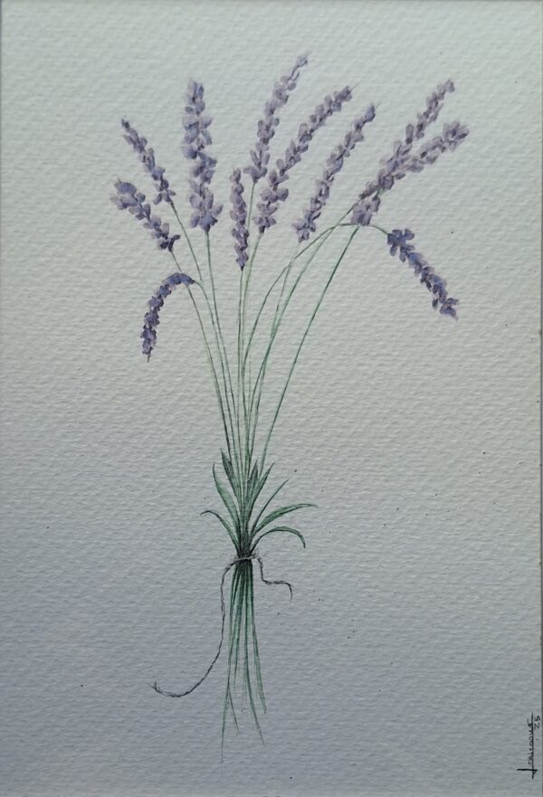 Lavandula angustifolia